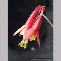 Image result for Aquilegia canadensis Little Lantern