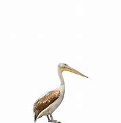 Image result for Pelicans at Nets Logo