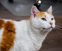 Image result for White Cat with Brown Face