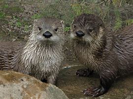 Image result for River Otter Photos