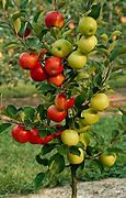 Image result for dwarf apple trees