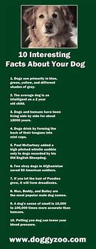 Image result for 10 Interesting Facts About Dogs