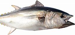 bluefin tuna 的图像结果