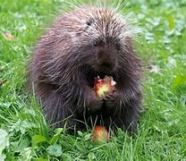 Image result for Porcupine Food Chain