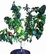Image result for Grafted Citrus Trees