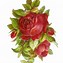 Image result for Vintage Rose iPhone Wallpaper