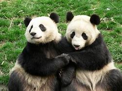 Image result for Giant Panda Reproduction