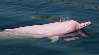 Image result for Pink Dolphin Underwater