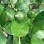 Image result for Lemon Grapefruit Hybrid