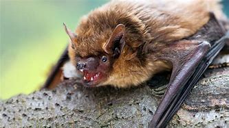 Image result for Serotine Bat