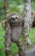Image result for Jungle Animals Sloth
