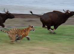 Image result for Gaur vs Tiger