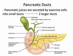Image result for Accessory Pancreatic Duct