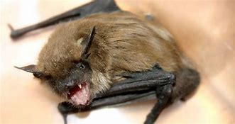 Image result for Bitten by a West Virginia Bats