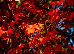 Image result for Maple Tree That Is About 20 Feet Tall