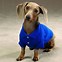 Image result for Funniest Dog Costumes