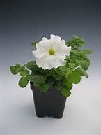 Image result for PETUNIA WHITE
