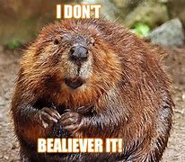 Image result for Oregon State Beavers Meme