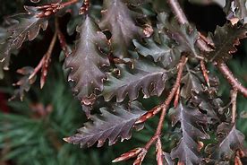 Image result for Fagus sylv. Rohan Weeping