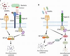 Image result for Siglec 1 Monocytes Pathway