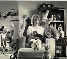 Image result for Kohl's Crazy Cat Lady