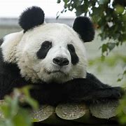 Image result for wwf panda habitat