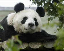 Image result for Giant Panda Edinburgh Zoo