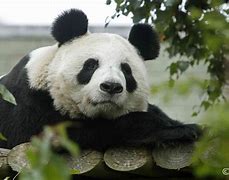 Image result for WWF Panda