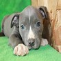 Image result for Blue Pit Bull Terrier