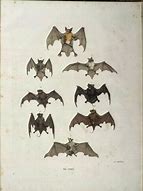 Image result for Vintage Bat Drawing