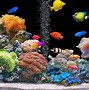 Image result for Freshwater Aquarium Wallpaper