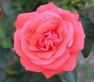 Image result for Carayon Rose Rose