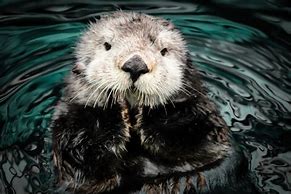 Image result for Extinct Giant Otter