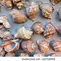 Image result for Coquillage Bleu