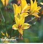 Image result for Alstroemeria Sweet Laura ®