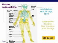 Image result for Human Endoskeleton
