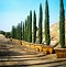 Image result for Italian Cypress Trees