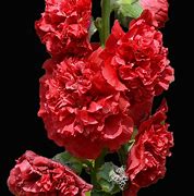 Alcea rosea majorette scarlet に対する画像結果
