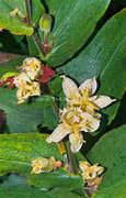 Image result for Tricyrtis latifola Yellow Sunrise