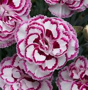 Dianthus grat. Pink Jewel に対する画像結果