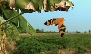 Image result for Thai Painted Bats