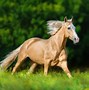 Image result for Palomino Horse Names