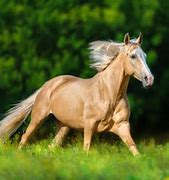 Image result for Palomino Horse Looking Back
