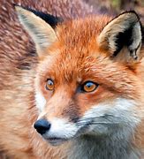 Image result for Fox Head