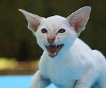 Image result for White Hissing Cat Meme