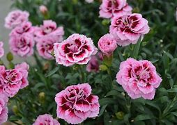 Image result for Dianthus Starry Eyes