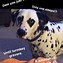 Image result for Dalmatian Memes