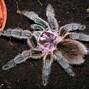 Image result for Chilean Rose Tarantula