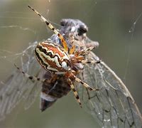 Image result for Spider with Big Eyes