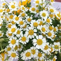 Image result for Flowers Sgwd Pics